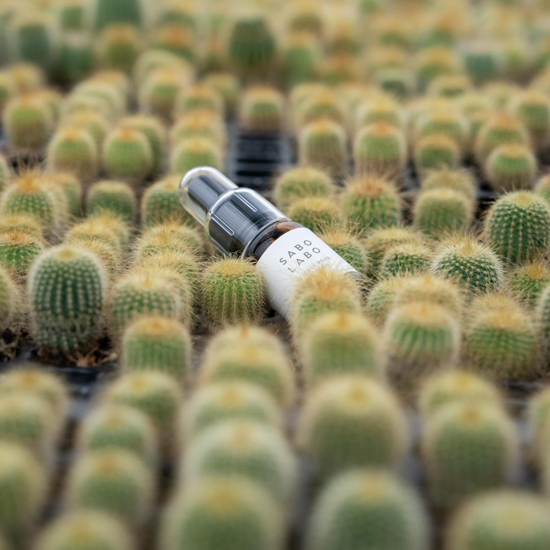 実生（みしょう）サボテンとは？