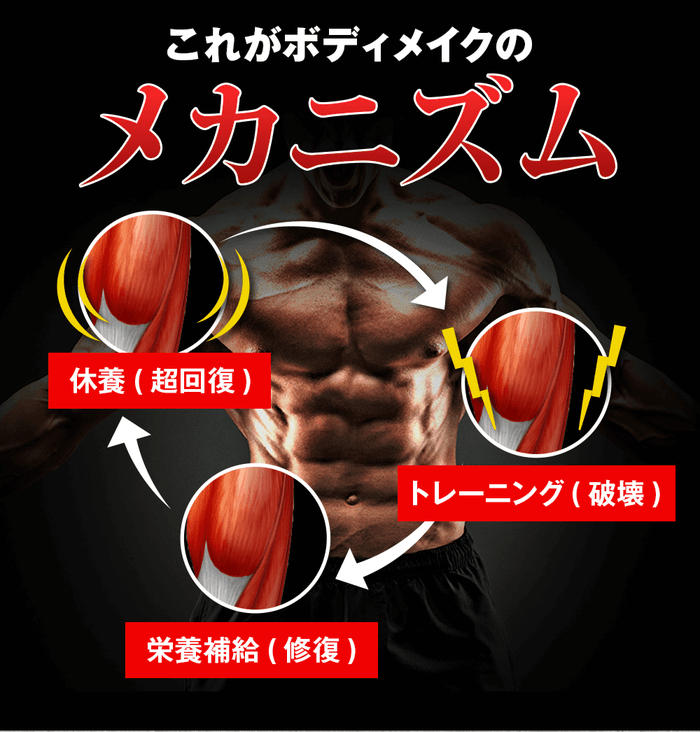 これがボディメイクのメカニズム!トレーニングで筋繊維を破壊、栄養補給により修復、休養で増大を繰り返し美しい体を作ることが出来ます。それに欠かせないのが鍛神hmbサプリメント2000mgです!
