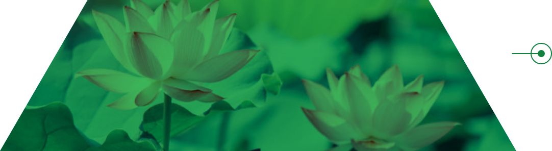 植物由来幹細胞