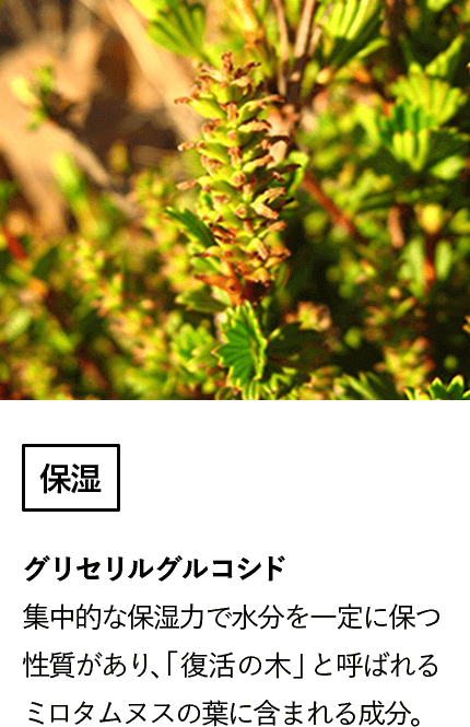グリセリルグルコシド(保湿)集中的な保湿力で水分を一定に保つ性質があり、「復活の木」と呼ばれるミロタムヌスの葉に含まれる成分。