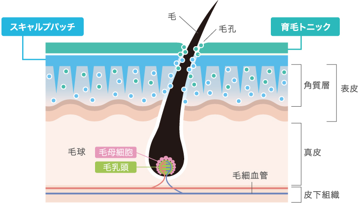 ファーサの浸透メカニズムの画像