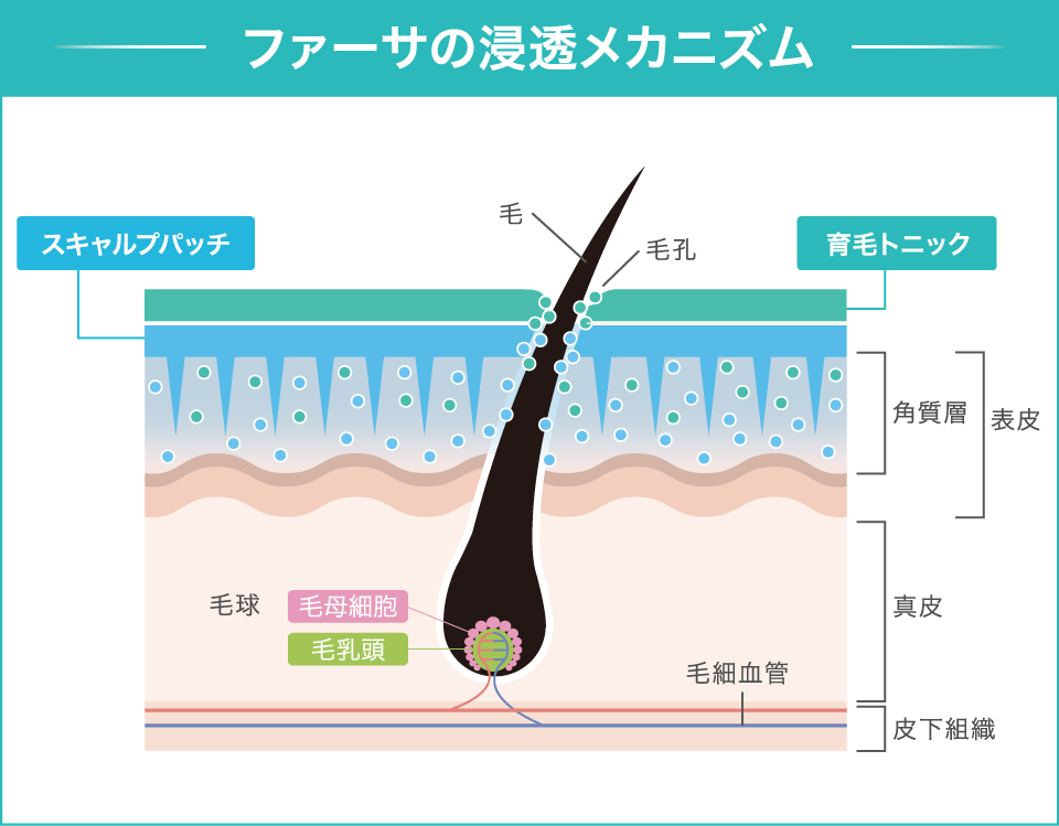 浸透メカニズム