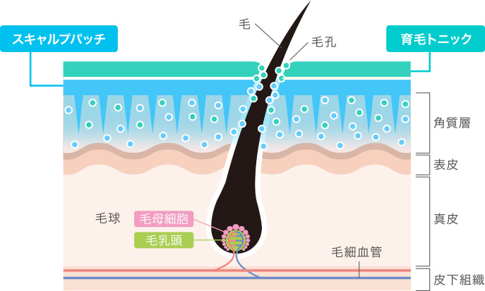 ファーサの浸透メカニズムの画像