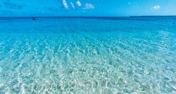トンガ王国の美しい海で育まれたモズクの画像