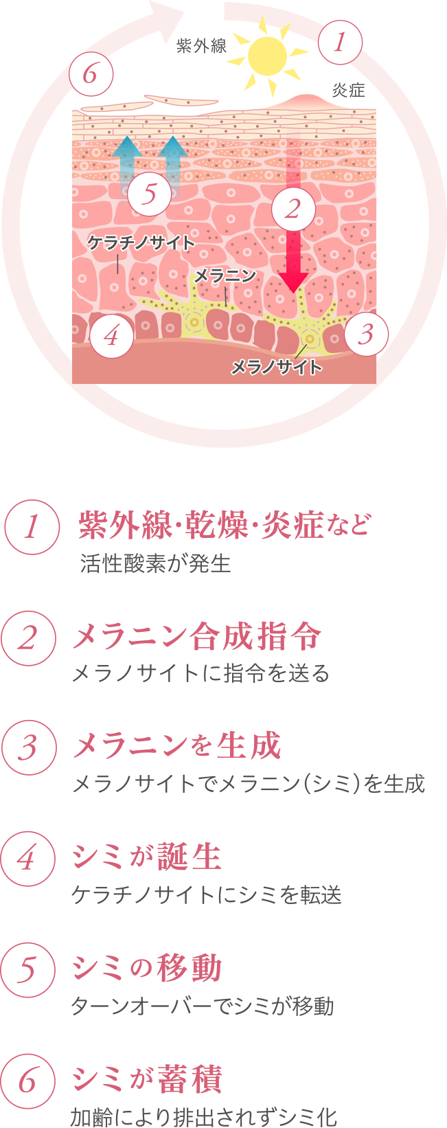 シミができるメカニズム