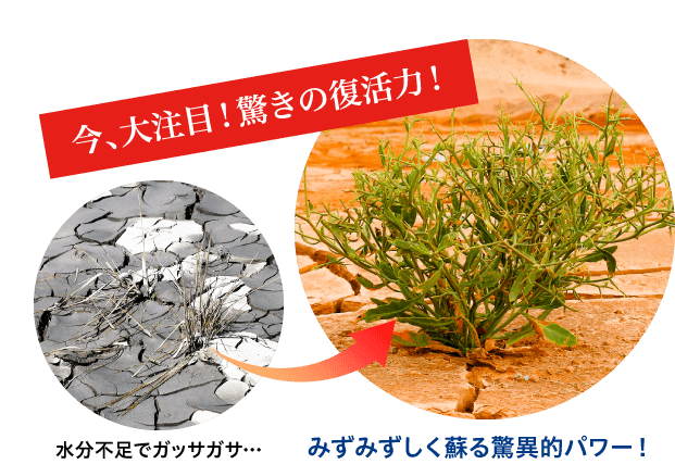 今、大注目!驚きの復活力!