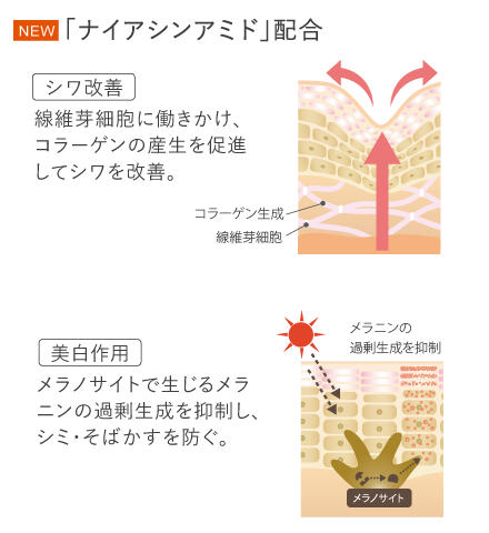 シワ改善・美白の有効成分