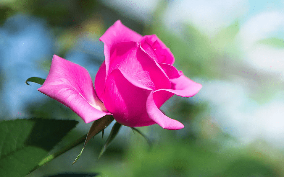 市場直送のお花をお届け