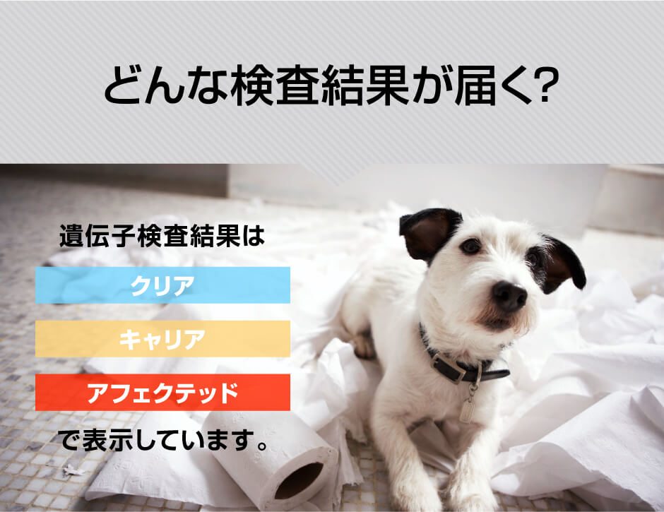 Pet Dog Hub ペットドッグハブ 愛犬の遺伝性の疾患 病気リスクの遺伝子検査