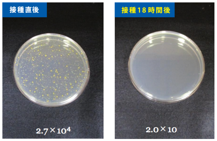 接種直後 / 接種18時間後