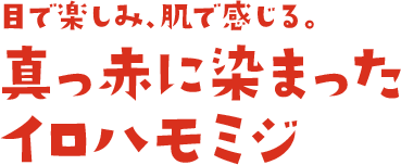 目で楽しみ、肌で感じる。真っ赤に染まったイロハモミジ