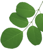 leaves