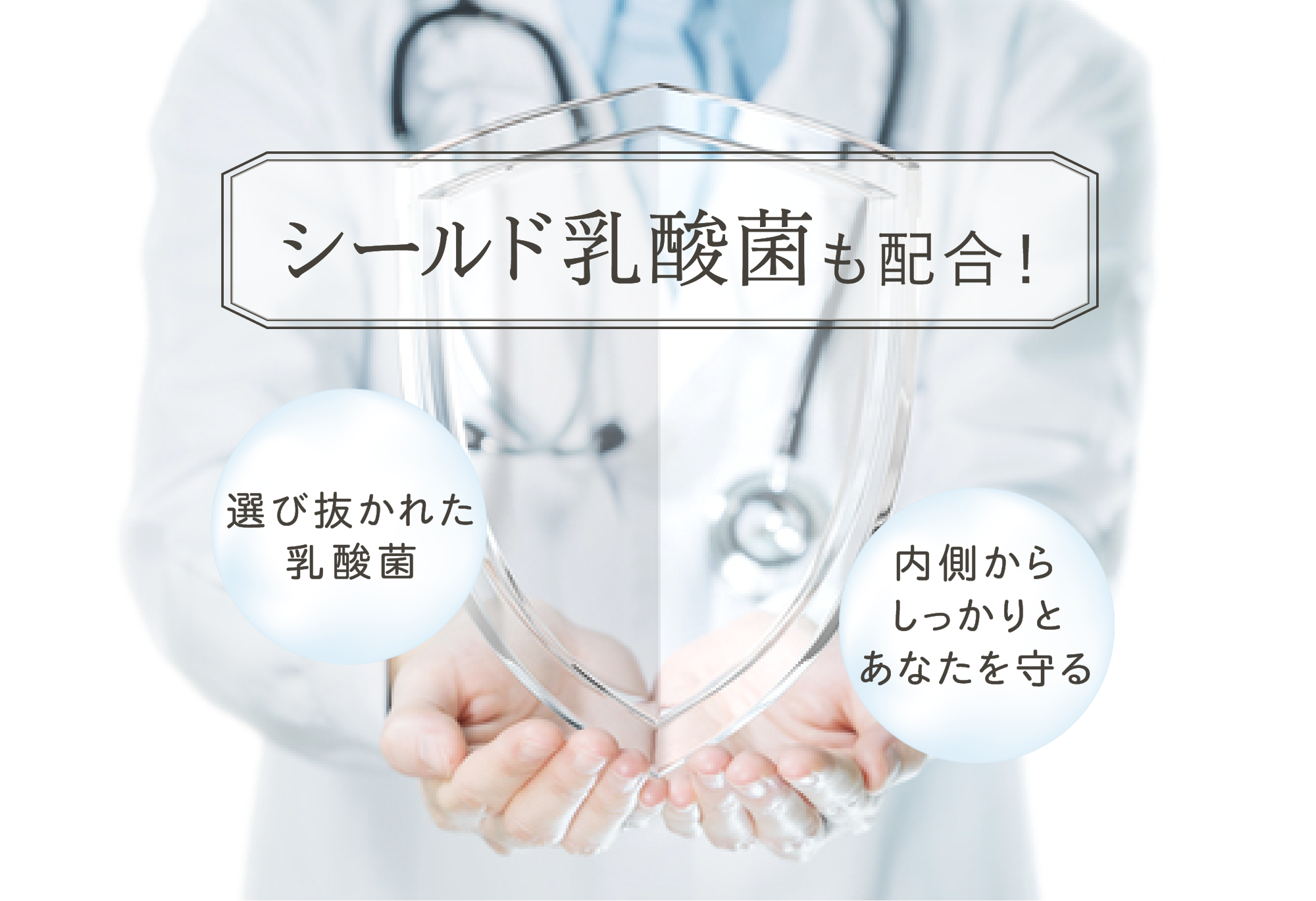 シールド乳酸菌