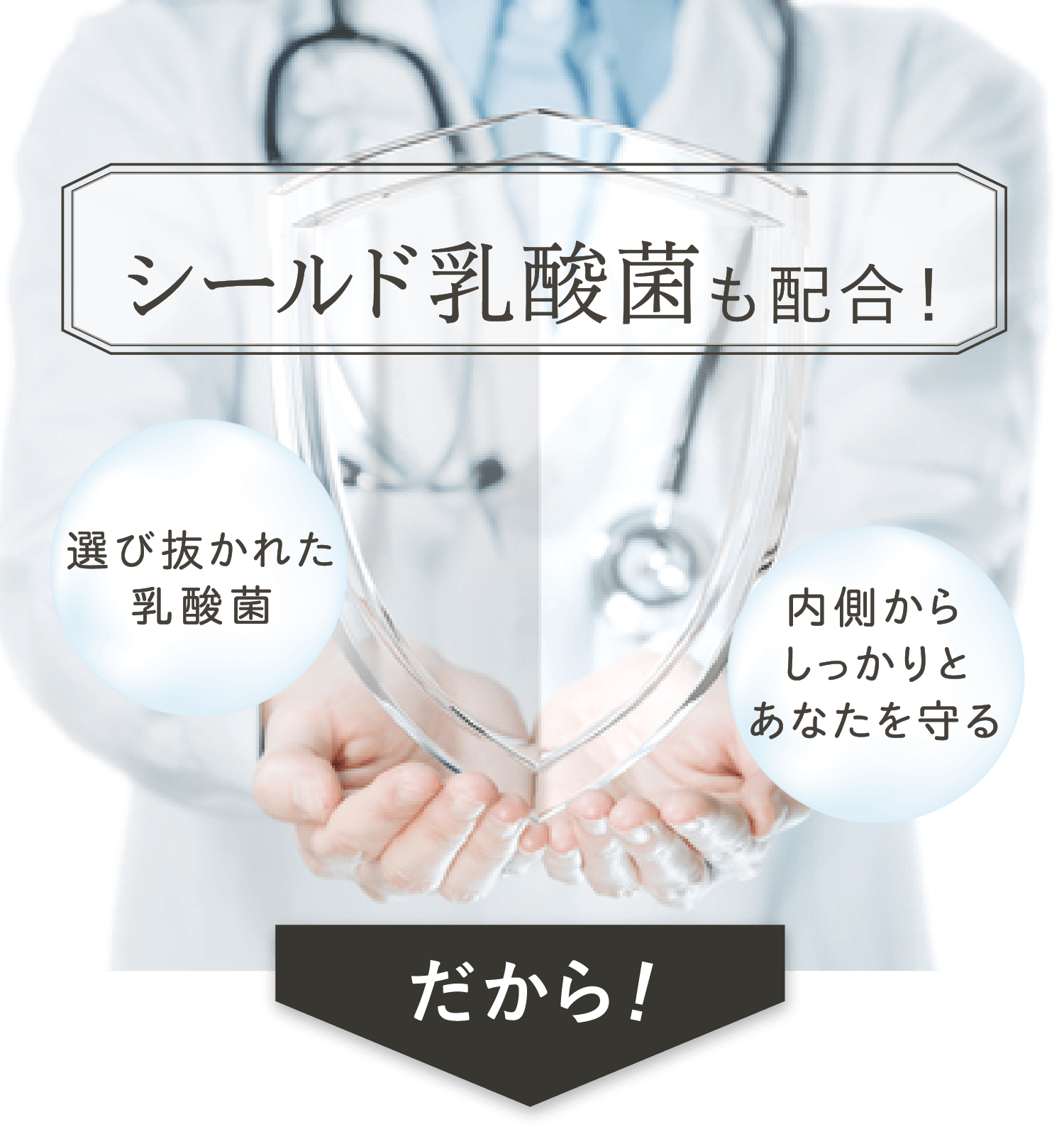 シールド乳酸菌