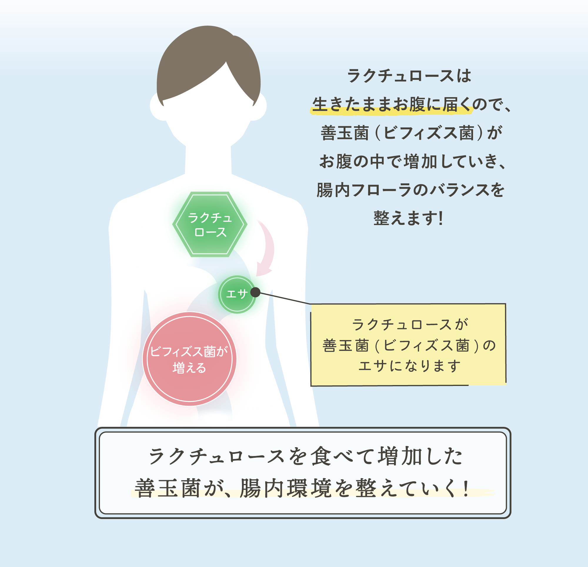 ラクチュロースが餌になる