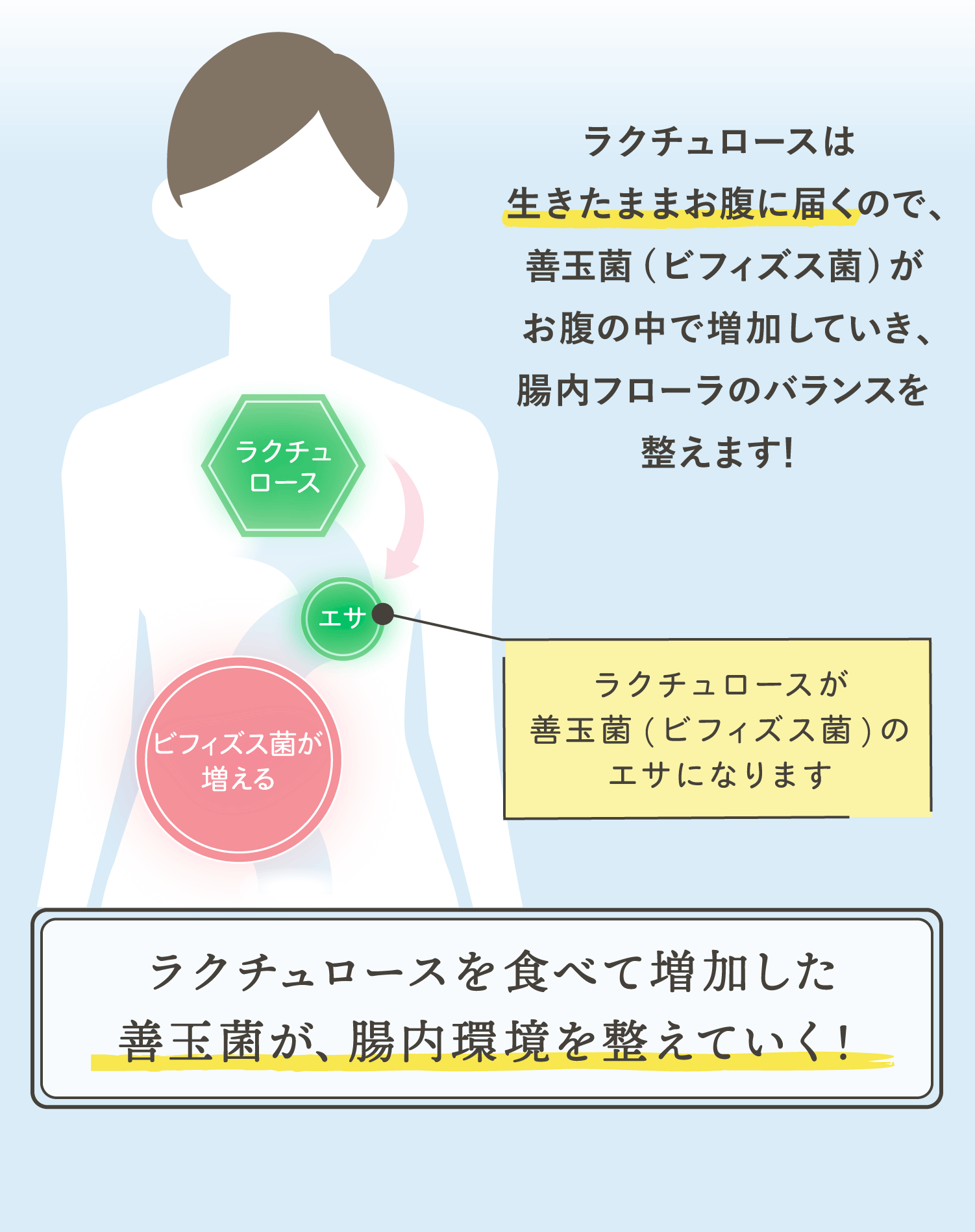 ラクチュロースが餌になる