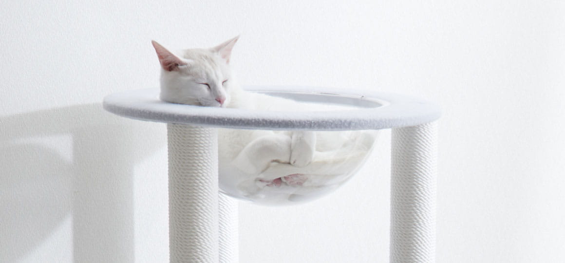 おねこさまについについて