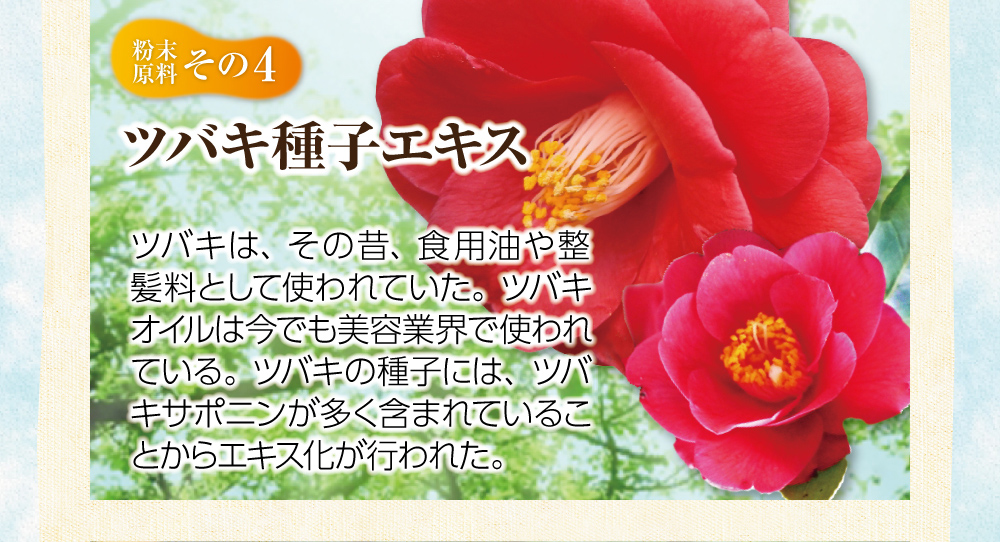 【粉末原料:その4】ツバキ種子エキス。ツバキは、その昔、食用油や整髪料として使われていた。ツバキオイルは今でも美容業界で使われている。ツバキの種子には、ツバキサポニンが多く含まれていることからエキス化が行われた。