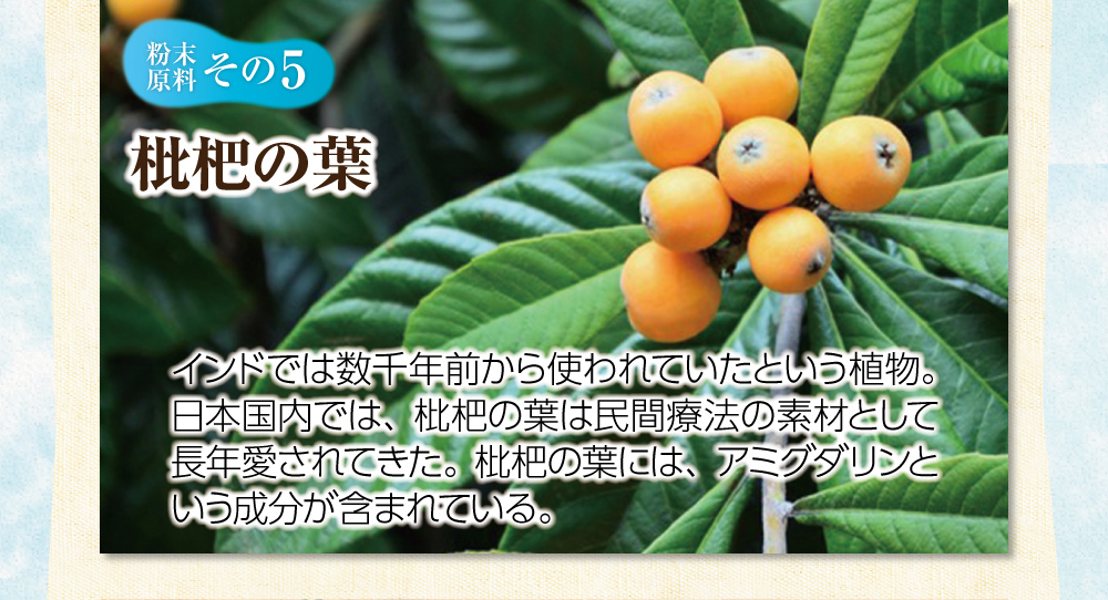 【粉末原料:その5】枇杷の葉。インドでは数千年前から使われていたという植物。日本国内では、枇杷の葉は民間療法の素材として長年愛されてきた。枇杷の葉には、アミグダリンという成分が含まれている。