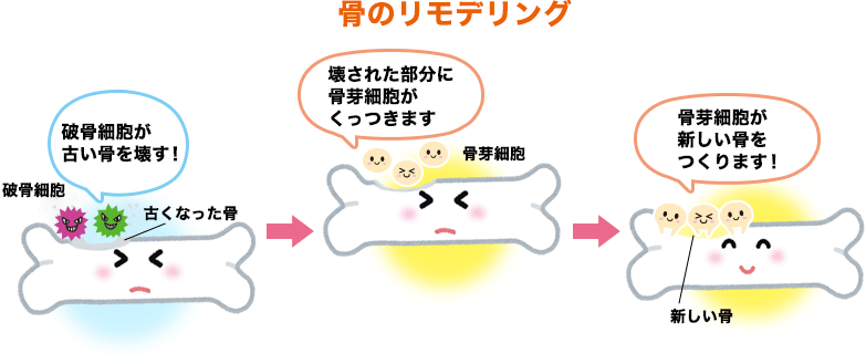 骨のリモデリング